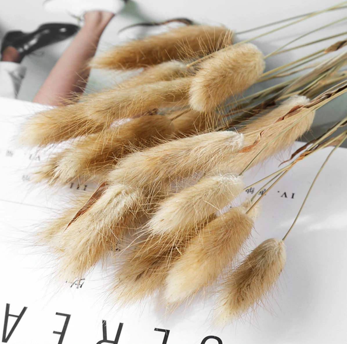 Dried Bunny Tail Grass