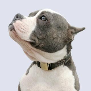 Padded Genuine Leather Dog Collars