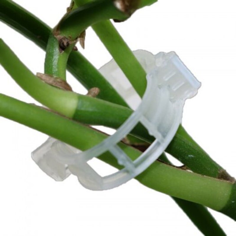 50Pcs Fruit Tree Plant Fixing Clip White