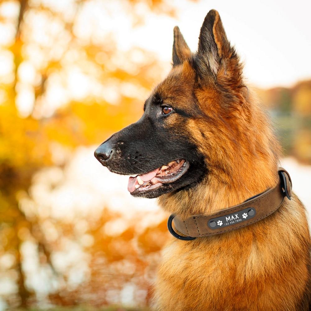Vibrant Colours Personalized Dog Collars Leashes
