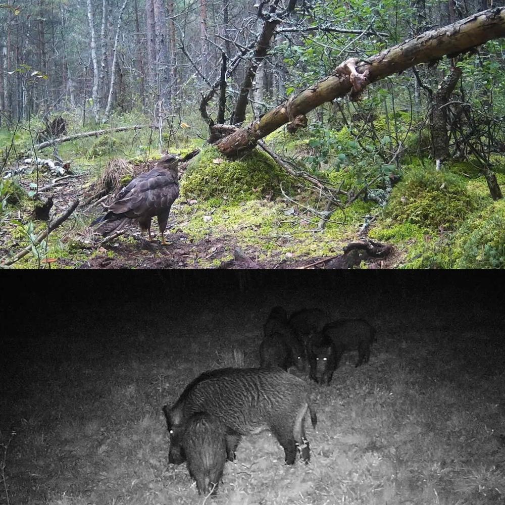 20 Megapixel 1080P Night Vision Infrared Wildlife Hunting Camera