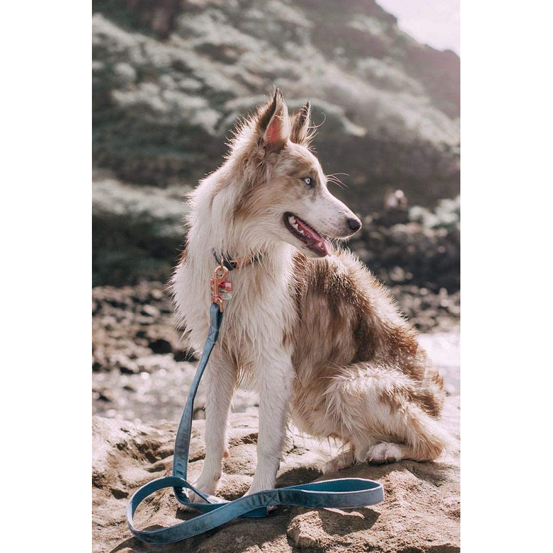 Blue Velvet Soft Dog Collar Leash Set