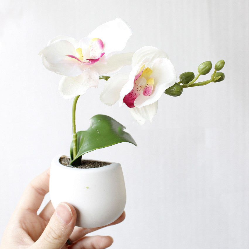 Cute Mini Succulent Plant Fridge Magnets