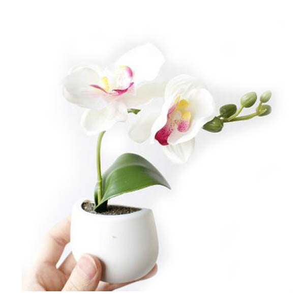 Cute Plant Fridge Magnets Succulent Cactus Orchid Refridgerator Decorations