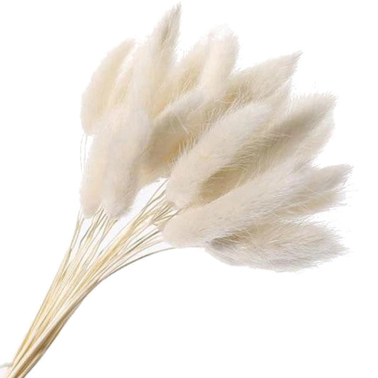 Dried Bunny Tail Grass