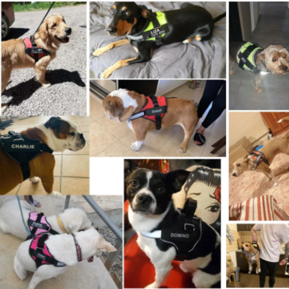 Easy Snap Reflective Dog Harness With Custom Id Patch
