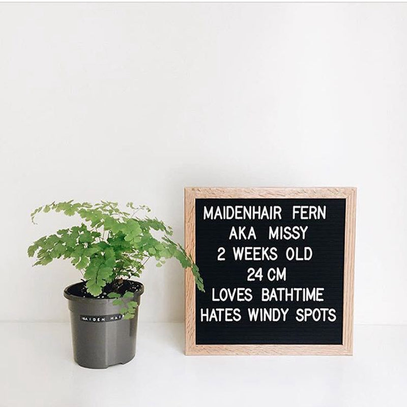Felt Letterboard Wooden Frame Wall Message Cork Board Home Office Decor