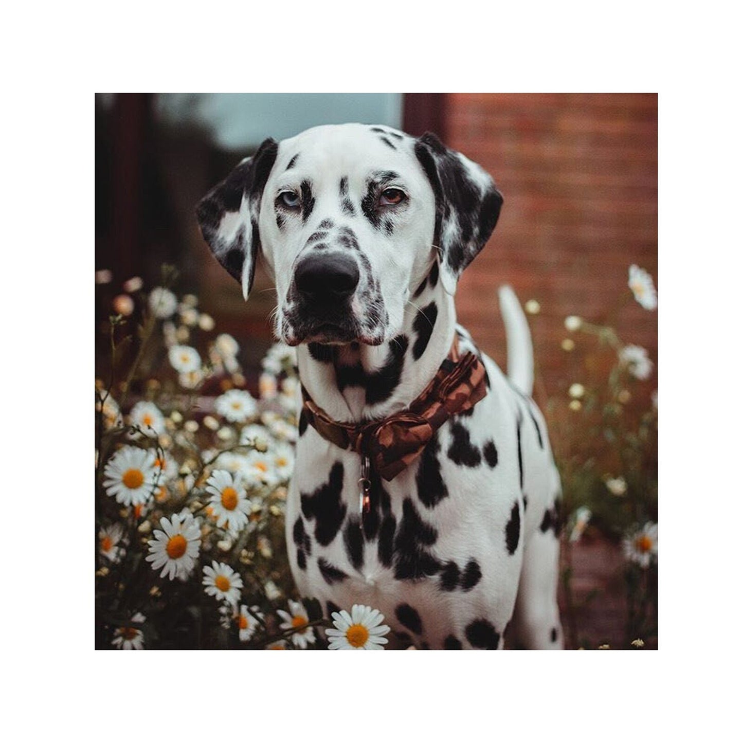 Camo Dog Collar Bow Tie Camouflage Design Pet
