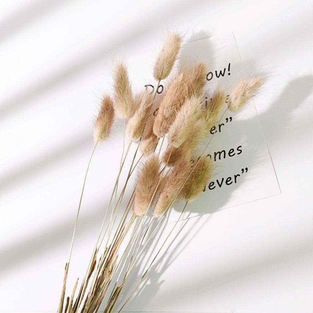 Dried Bunny Tail Grass