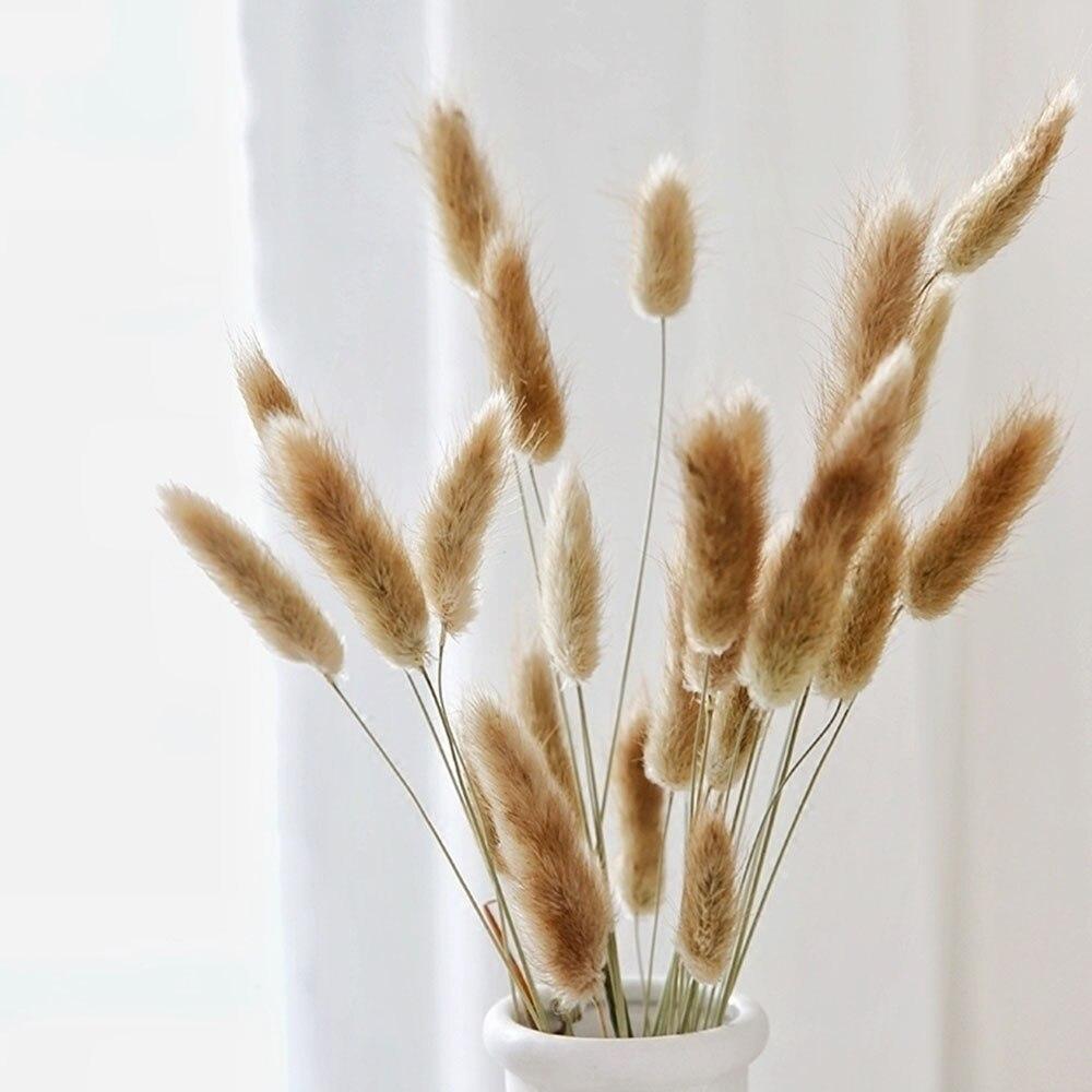 Dried Bunny Tail Grass