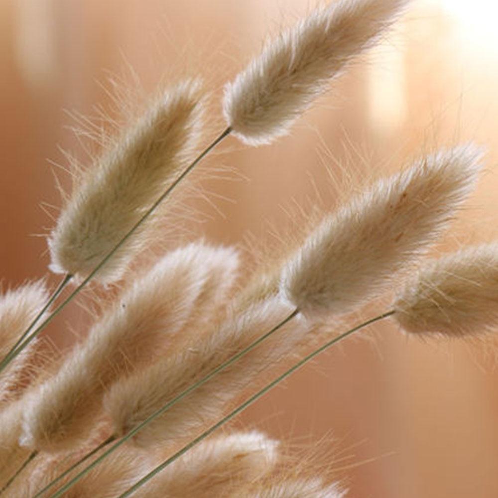 Dried Bunny Tail Grass