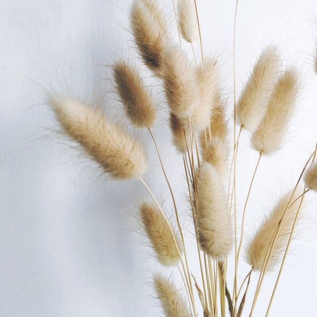 Dried Bunny Tail Grass