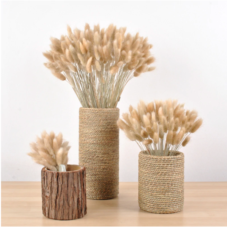 Dried Bunny Tail Grass