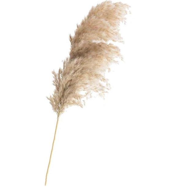 Pampas Grass Simple Home Decor