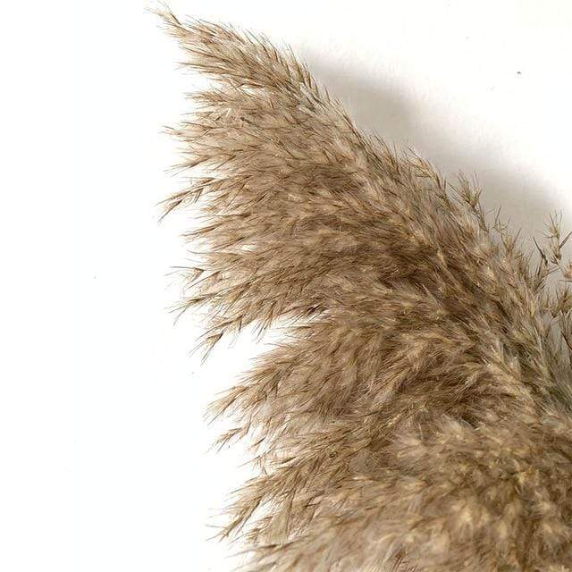 Pampas Grass Simple Home Decor