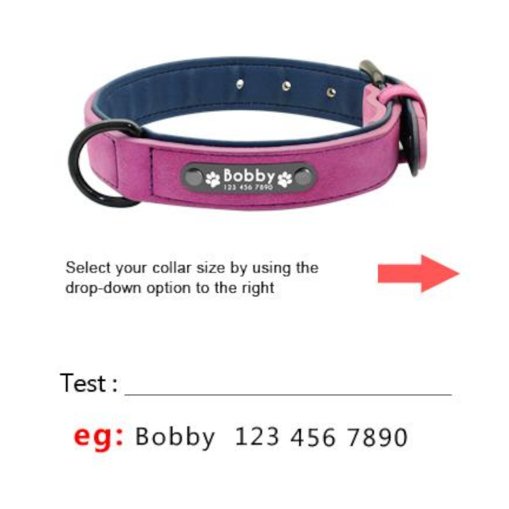 Vibrant Colours Personalized Dog Collars Leashes